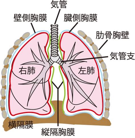 肺 位置|解剖学/肺